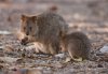 quokka.jpg