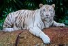 White-tiger-2407799_1280.jpg