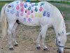 painted-pony-1024x768.jpg