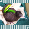 KiWi | Gomen